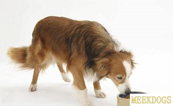 Can you use hair powder on your dog?-14