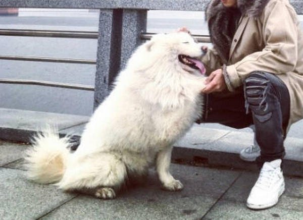 What kind of dog looks like Chewbacca?-1