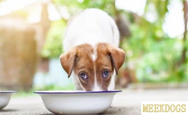 How can I cook chicken and rice for my dog?-1